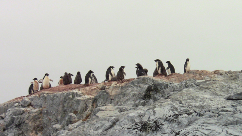 Penguins