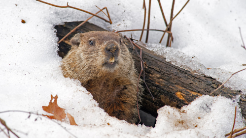 Groundhog in the snow