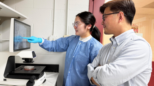 Rutgers neuroscientists Peng Jiang (at right) and Mengmeng Jin conduct research on microglia.