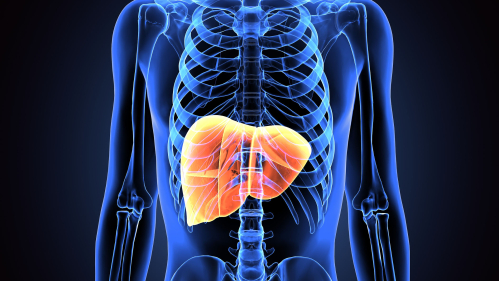 liver in transparent torso