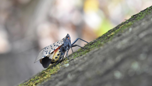 spotted lanterfly climbing on bark of tree