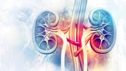 Kidney