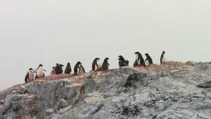Penguins