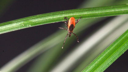 blacklegged tick