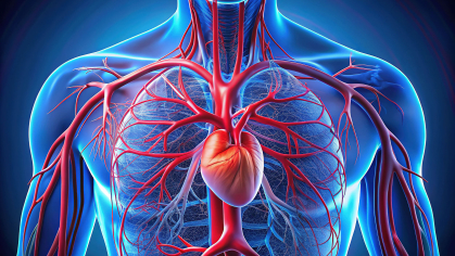illustration of arteries in clear body