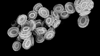 Microscope image of marine algae, coccoliths