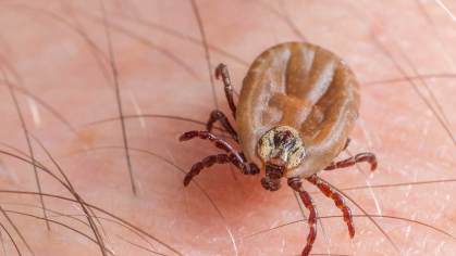 Tick