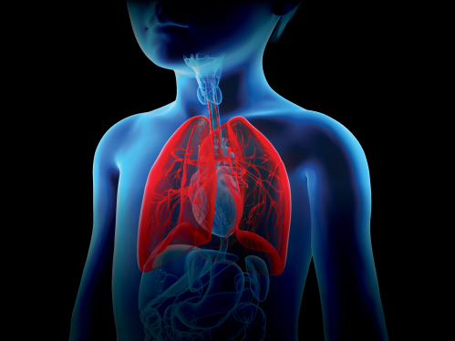 Illustration of lungs inside a human body