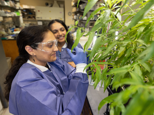 Rutgers students working on a plant biology experiment