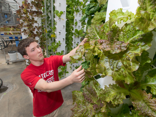 Mark Choroszucha SEBS'18 works with a vertical garden in the Cook greenhouse