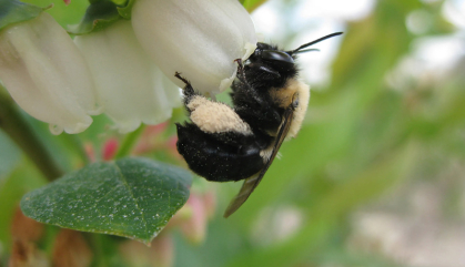 Bee feeds on a white flower