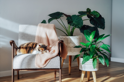 cat with plants 