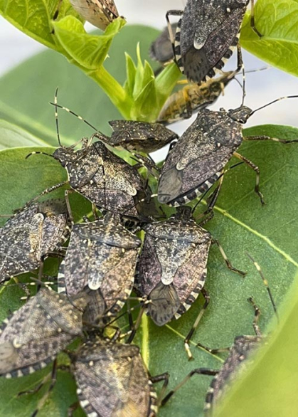 Stink bugs cluster on a peach tree leaf.