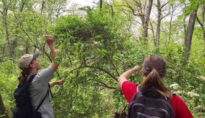 Two Rutgers students work in Mettler's Woods on a research project. 