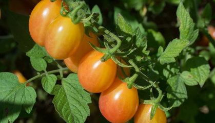 A line of grape tomatoes growing on a bush.