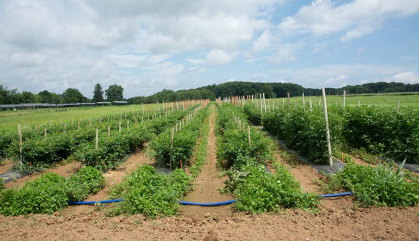 Rows of green plants stretch back across a large farm field.