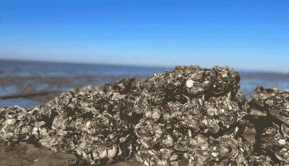 A clump of oysters on a beach