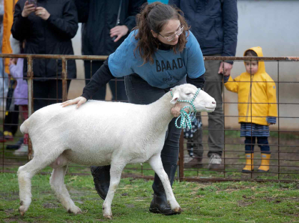 A young woman guides a sheep at College Farm on Cook Campus during Rutgers Day 2023.