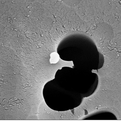tiny fleck of white against a background of black and grey