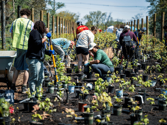 People planting at the tree festival